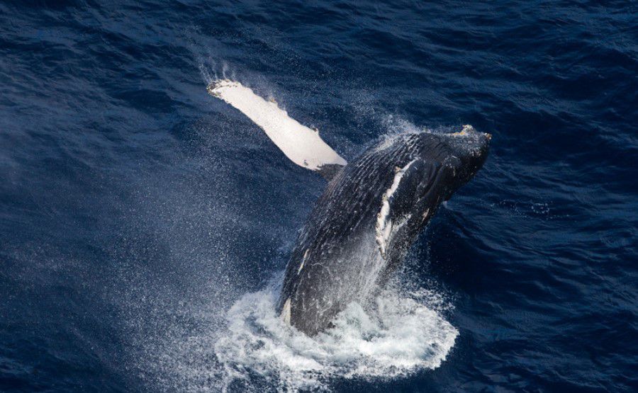 ballena-jorobada-Paul-Hilton-Greenpeace.jpg