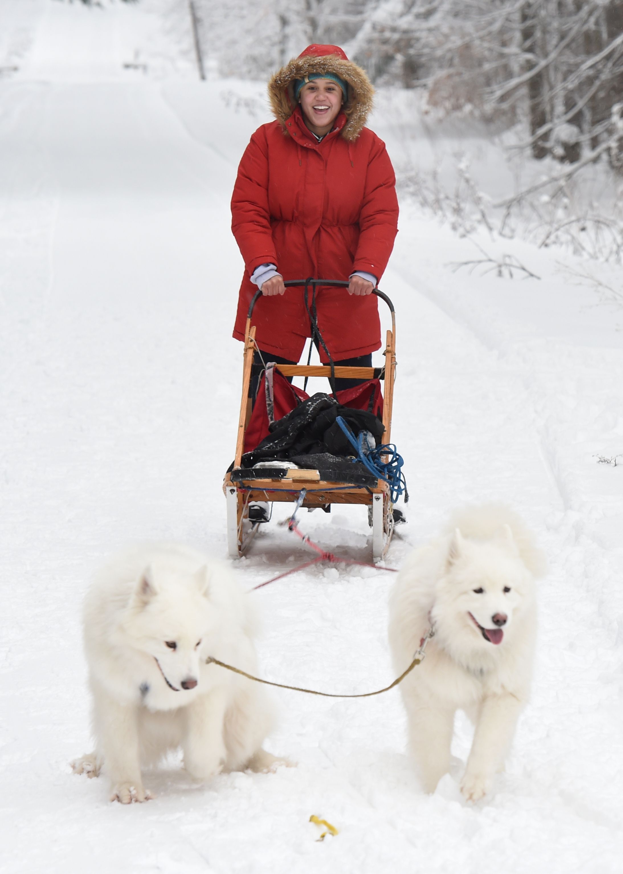 Single dog sled outlet harness