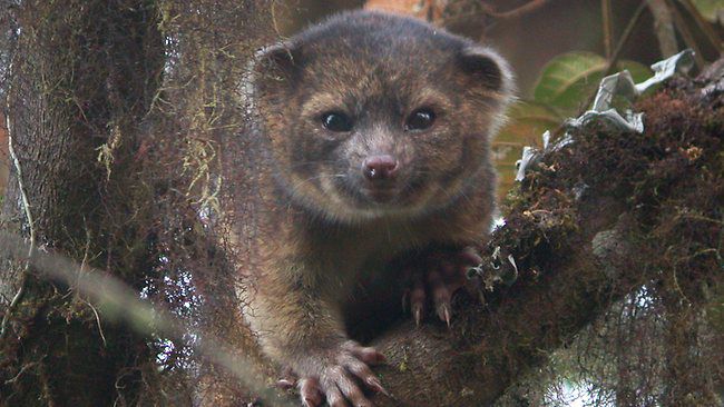 Olinguito, nueva especie de carnívoro hallada en Ecuador