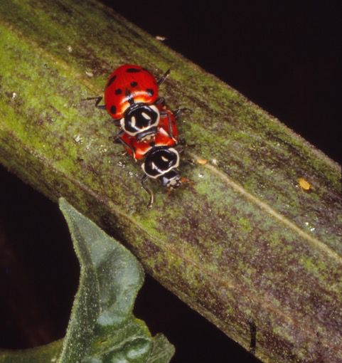 LADYBUG LOVER Street Sign ladybugs collectible lady bug bugs