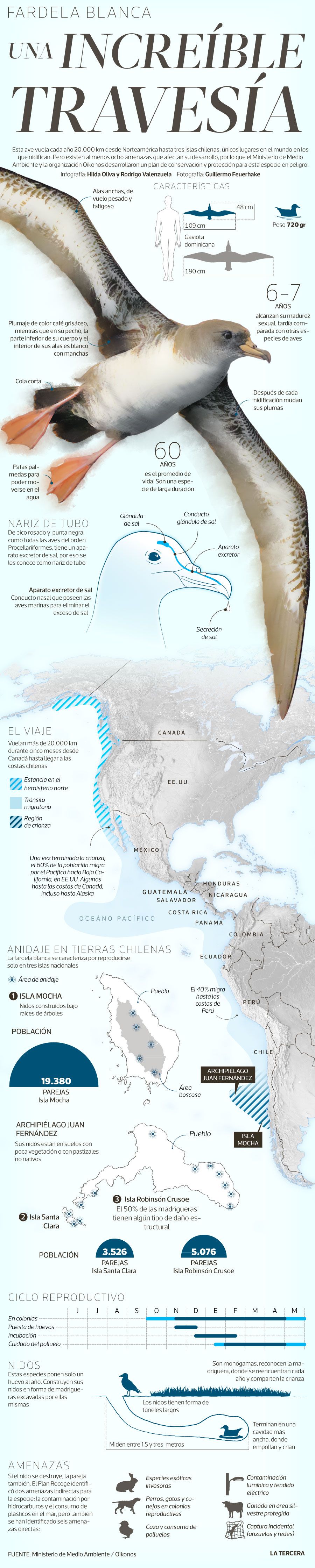 CT-Fardela-Blanca-WEB.jpg