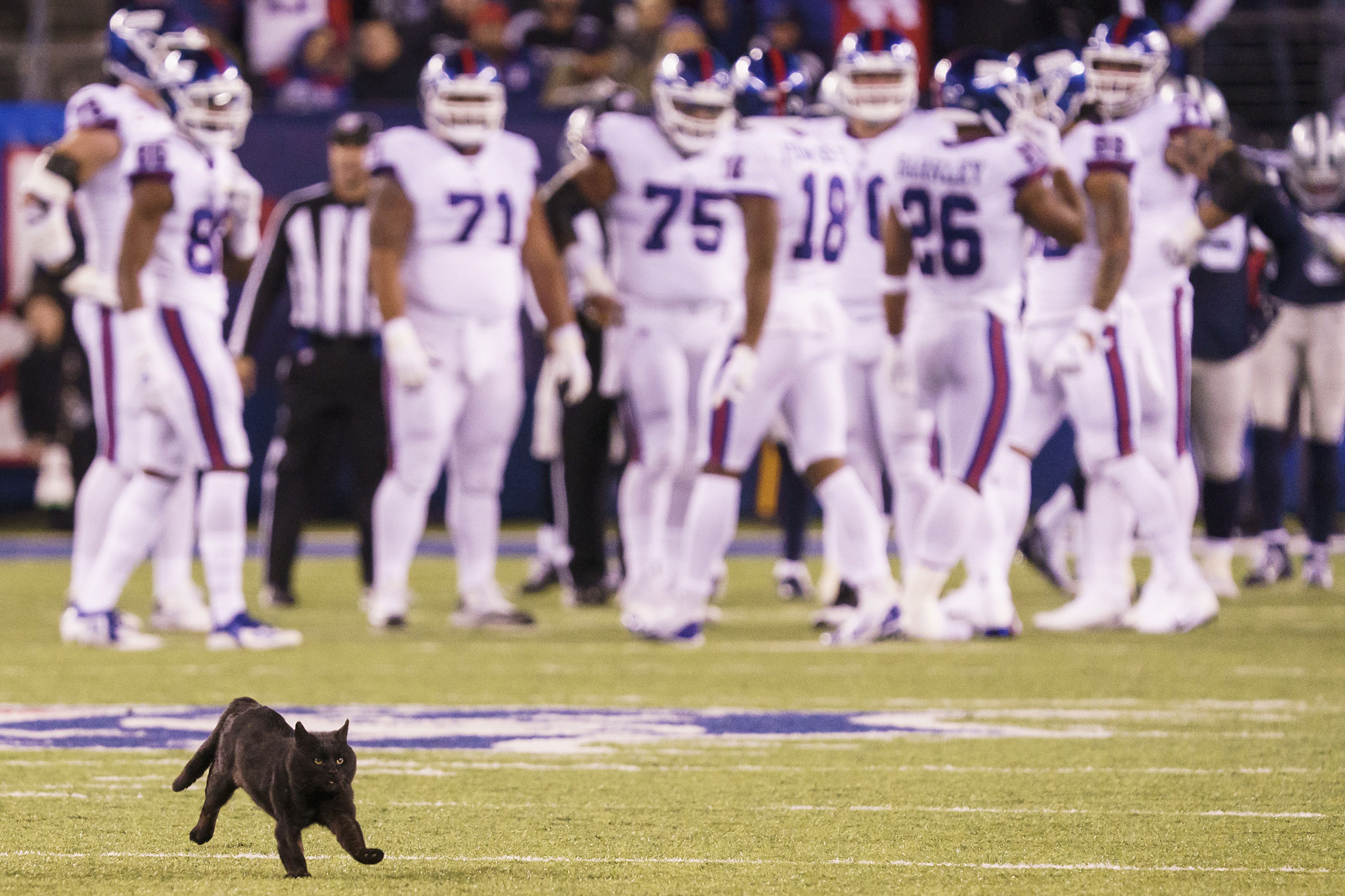 Cat Runs Onto the Field & Interrupts Game, Cowboys vs. Giants