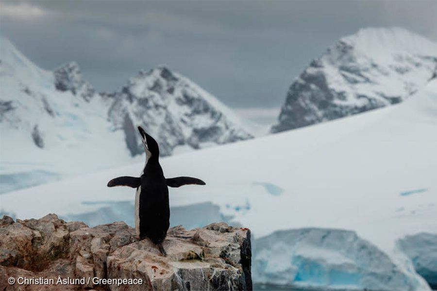 greenpeace-antartica