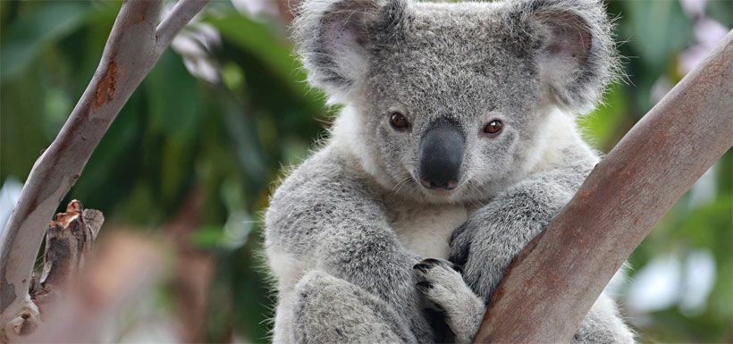 koala