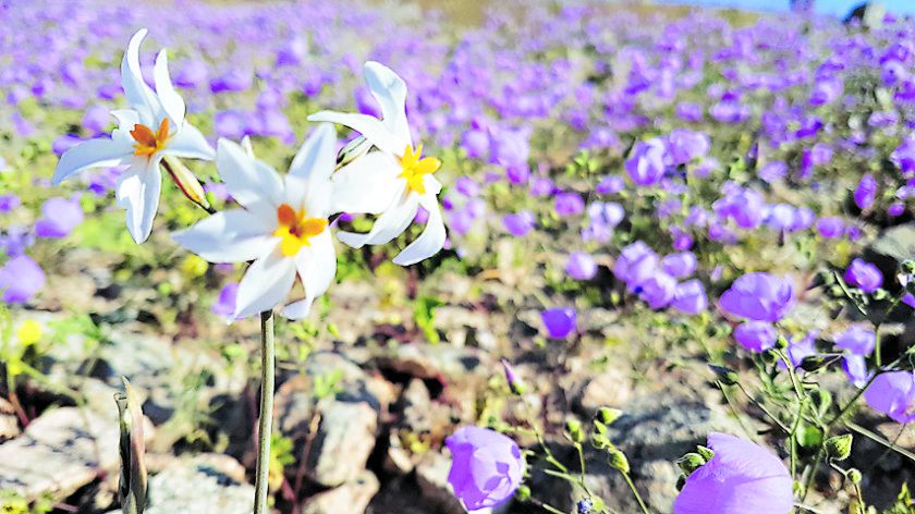 Flores-aparecen-en-todo-su-esplendor-en-la-38759157-840x472.jpg