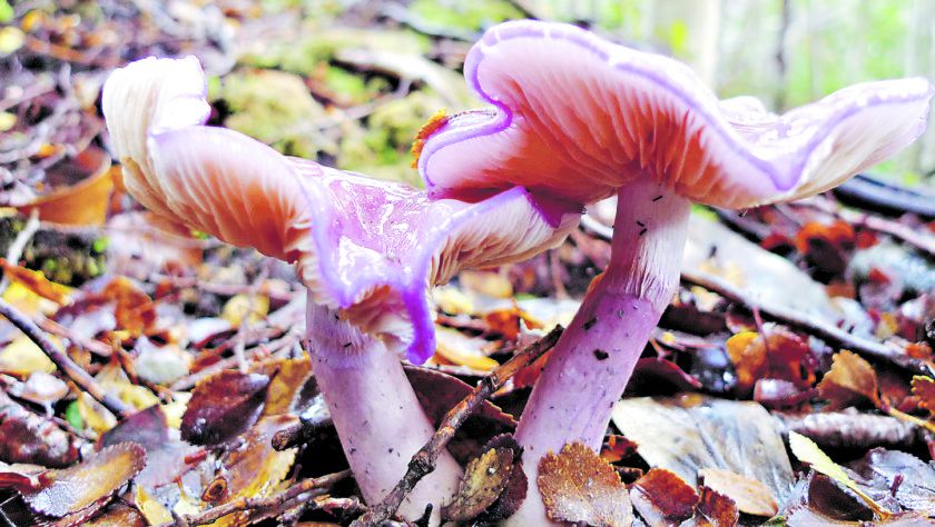 Imagen-Cortinarius-magellanicus-840x474.jpg