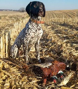 hunting vest for german shorthaired pointer