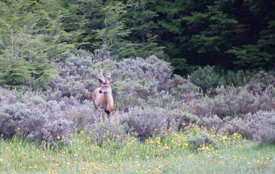 Huemul-Parfque-Patagonia.jpg