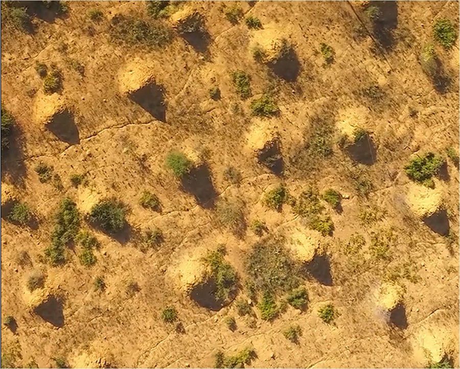 BRASIL QUIERE BUSCAR A LA "REINA" DE UNA MEGALÓPOLIS CONSTRUIDA POR TERMITAS