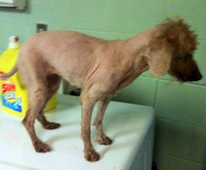 Ginger, a poodle whose poor condition was brought to light on Facebook, in  foster care after makeover