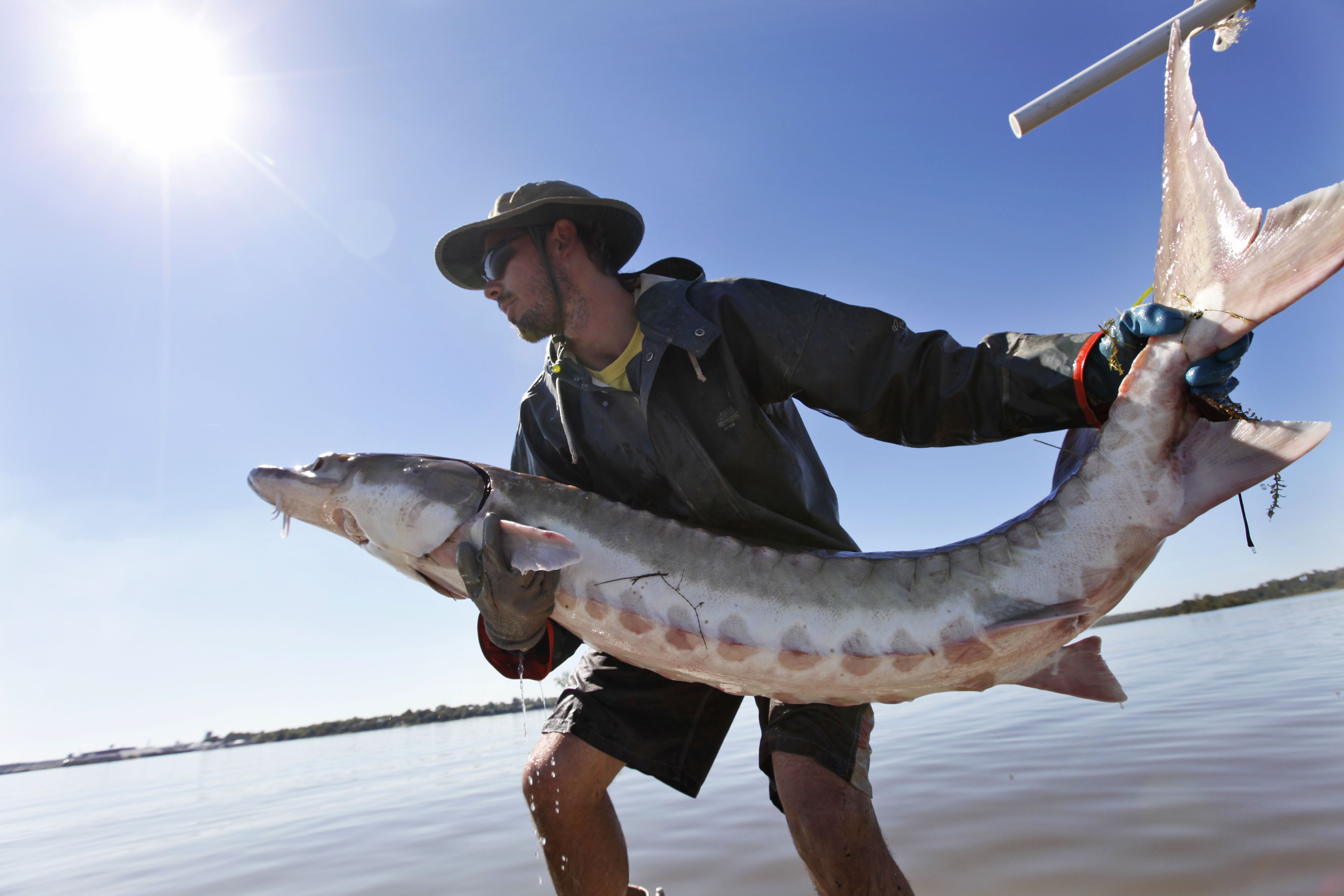 Rare Gulf Sturgeon caught in the Surf - near Orange Beach, Alabama - Share  the Outdoors