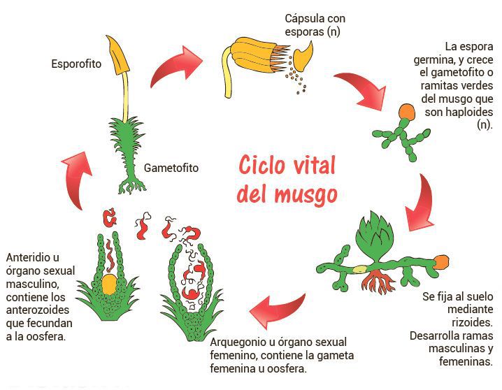 Tierra Niños Incompetencia Ciclo vital del musgo (briofitas) - Escolar - ABC Color