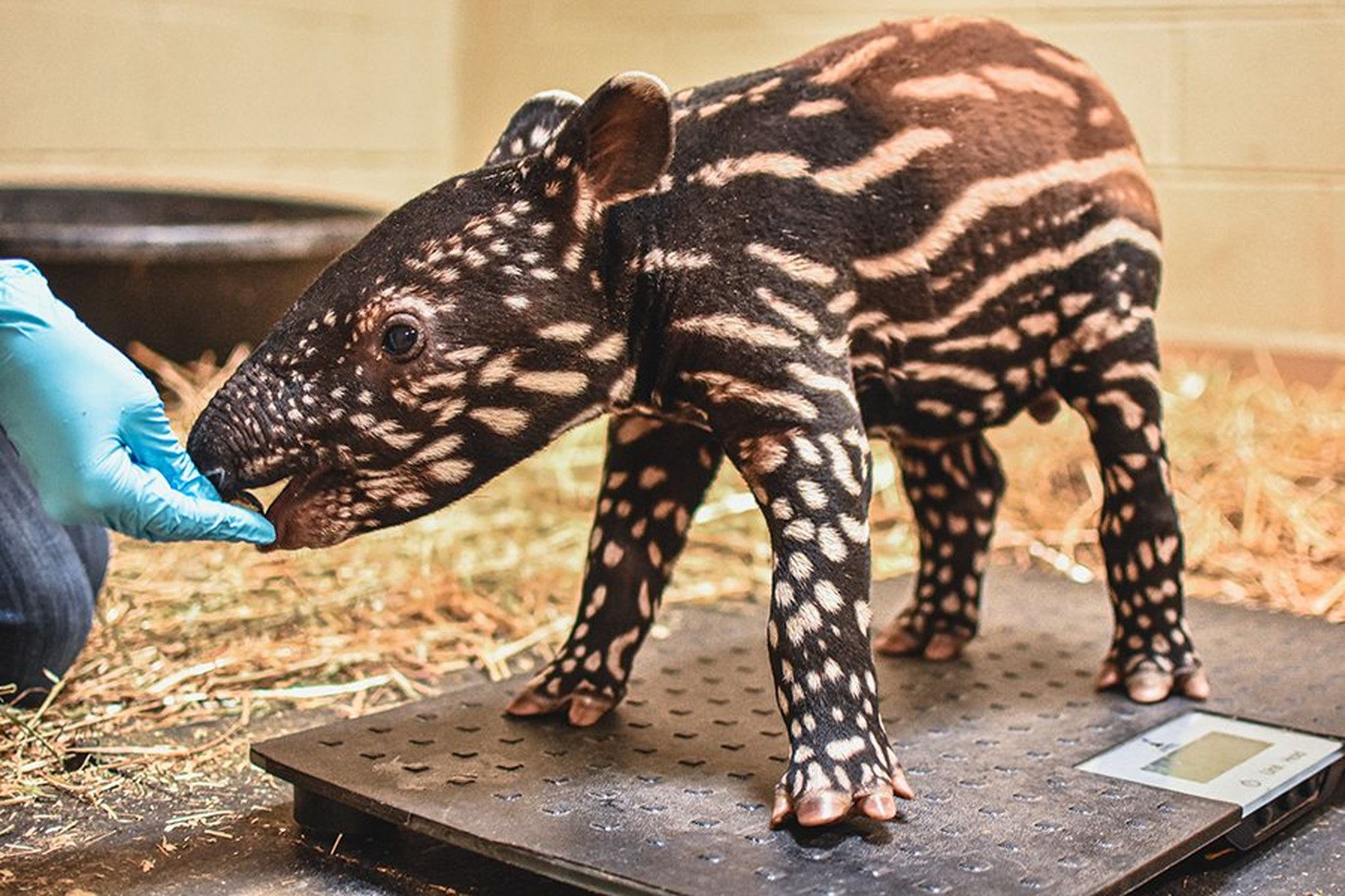 Malayan tapir baby born at the Virginia Zoo – The Virginian-Pilot