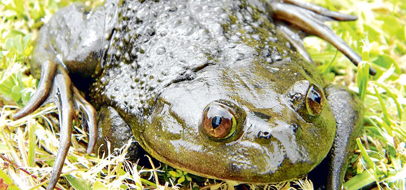 Rana chilena