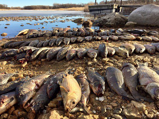 Fish kill luring onlookers to Lake Minnetonka
