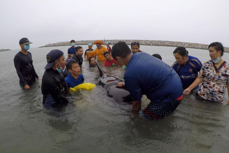 Ballena Tailandia