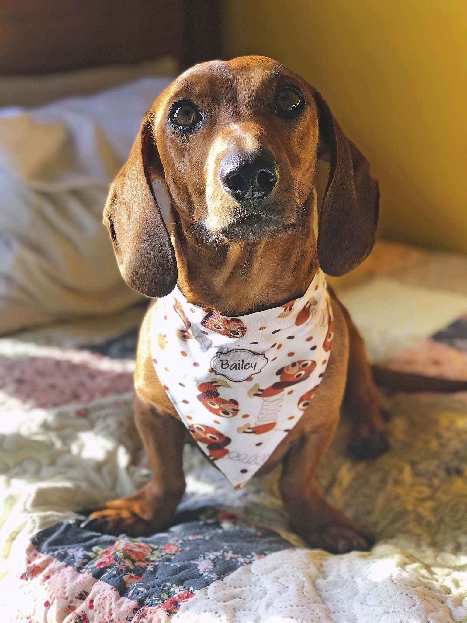 Bandanas y corbatines personalizados @simona_mascotas