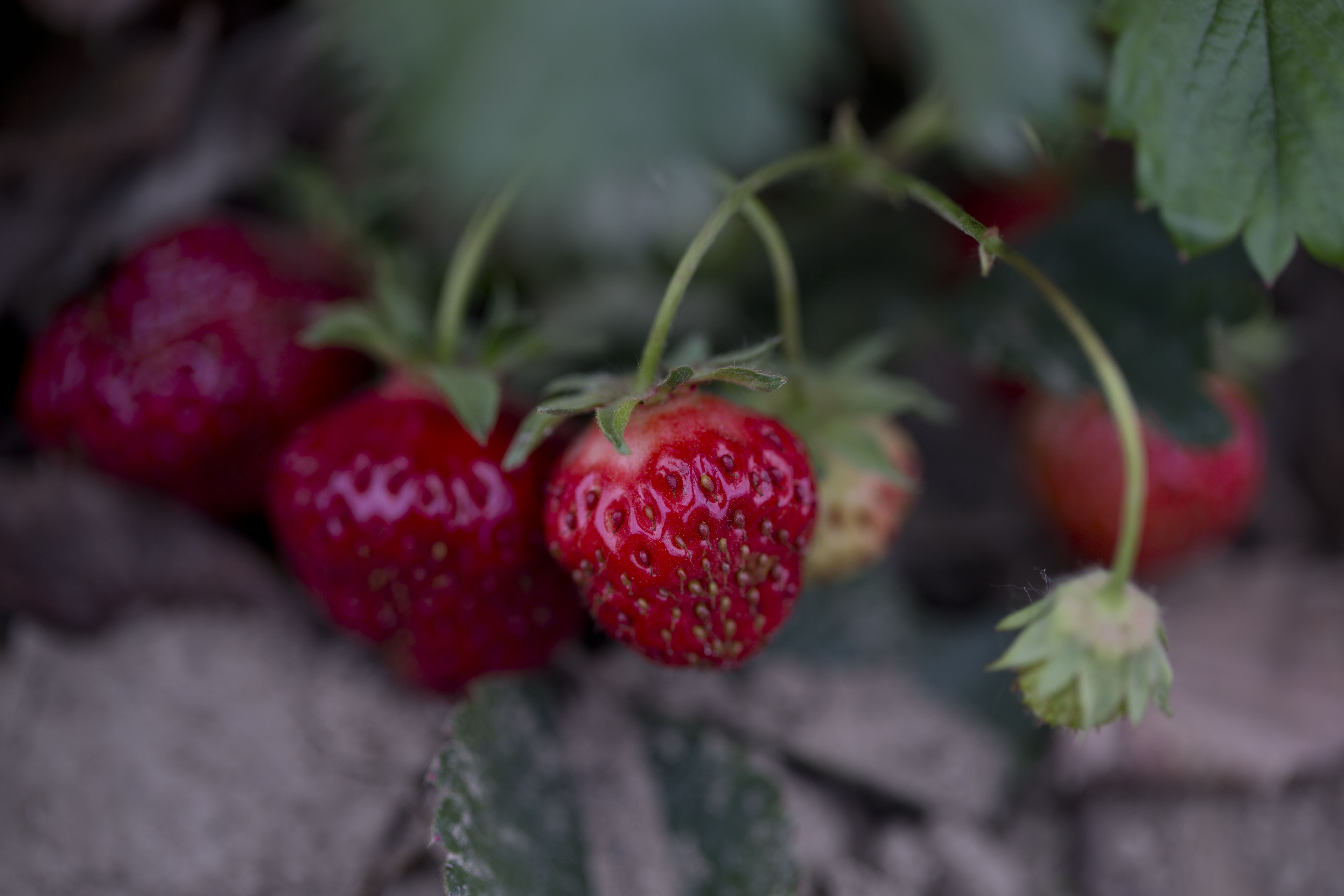 Thinking Of Planting Strawberries In Straw Bales Ask An Expert