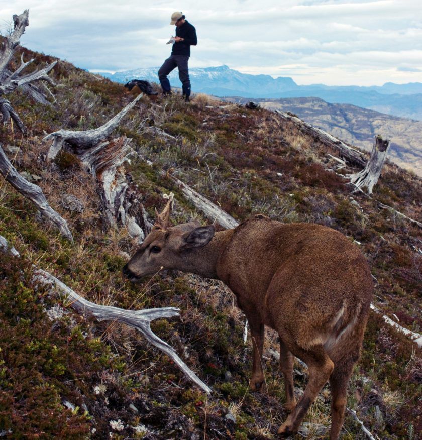 HUEMUL-edit.-840x876.jpg