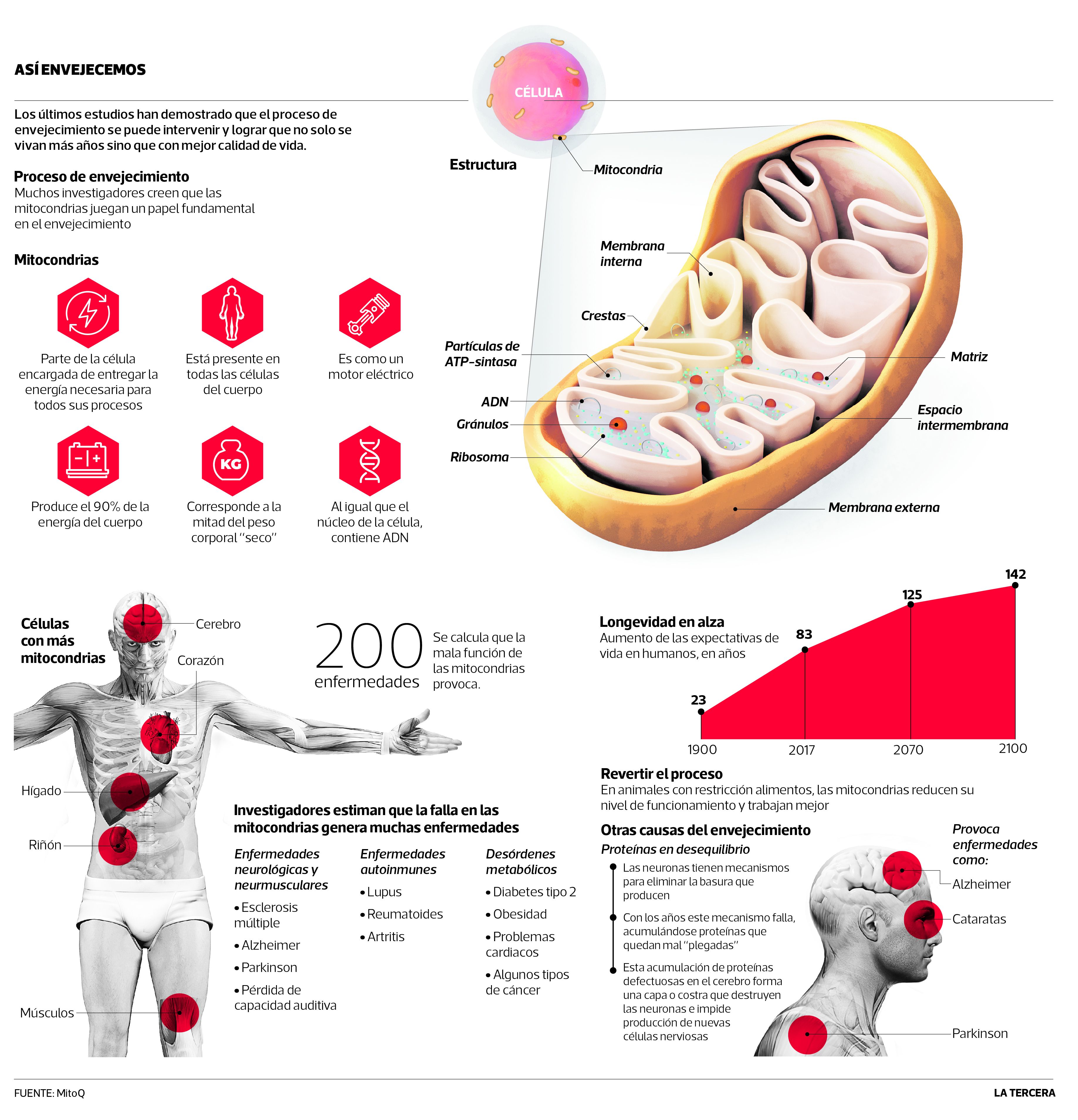 TEN-Mitocondria-envejecimiento.jpg