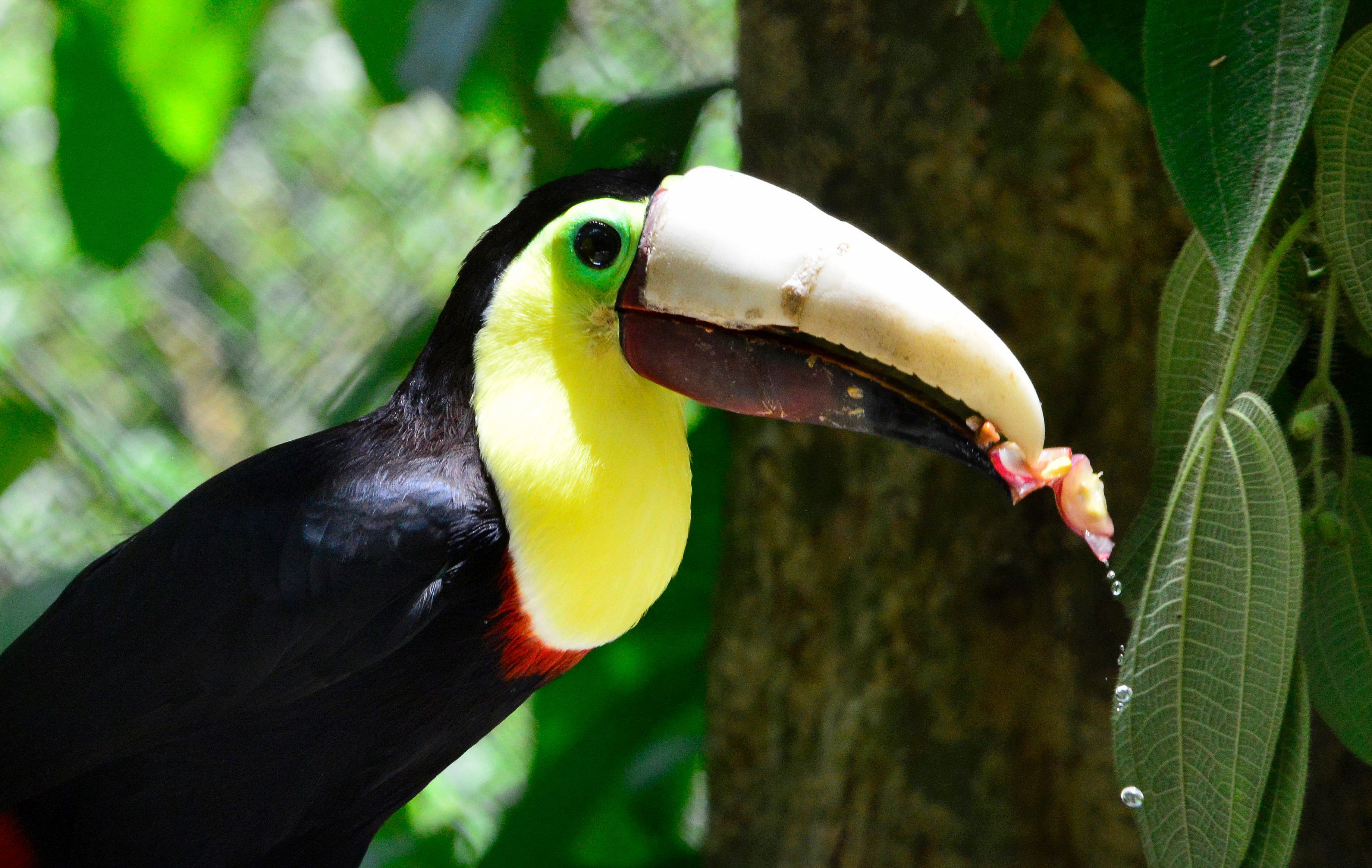 Maimed toucan 3-D printed beak