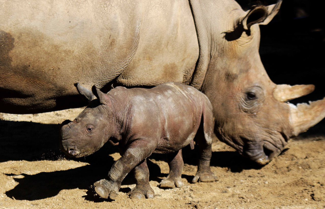 rinoceronte buin zoo 2