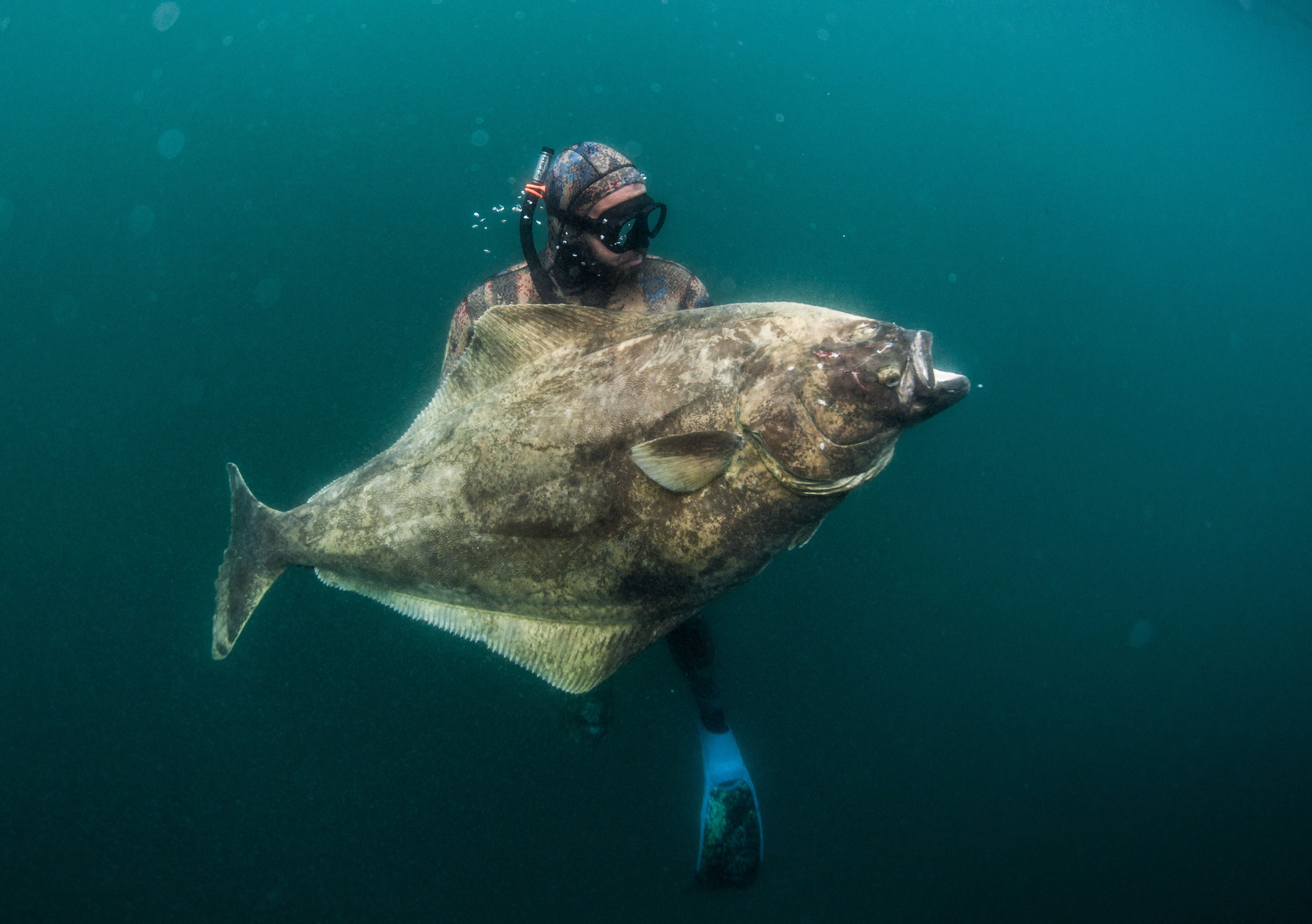 Spearfishing halibut world record smashed by Florida man in Homer