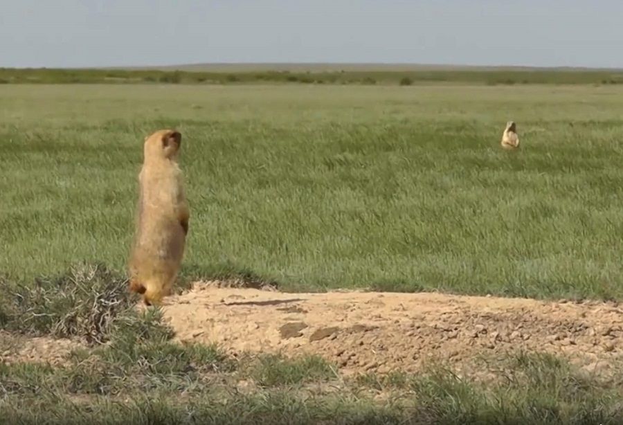 Black Death outbreak in Mongolia due to marmot meat and quarantine in Russian border