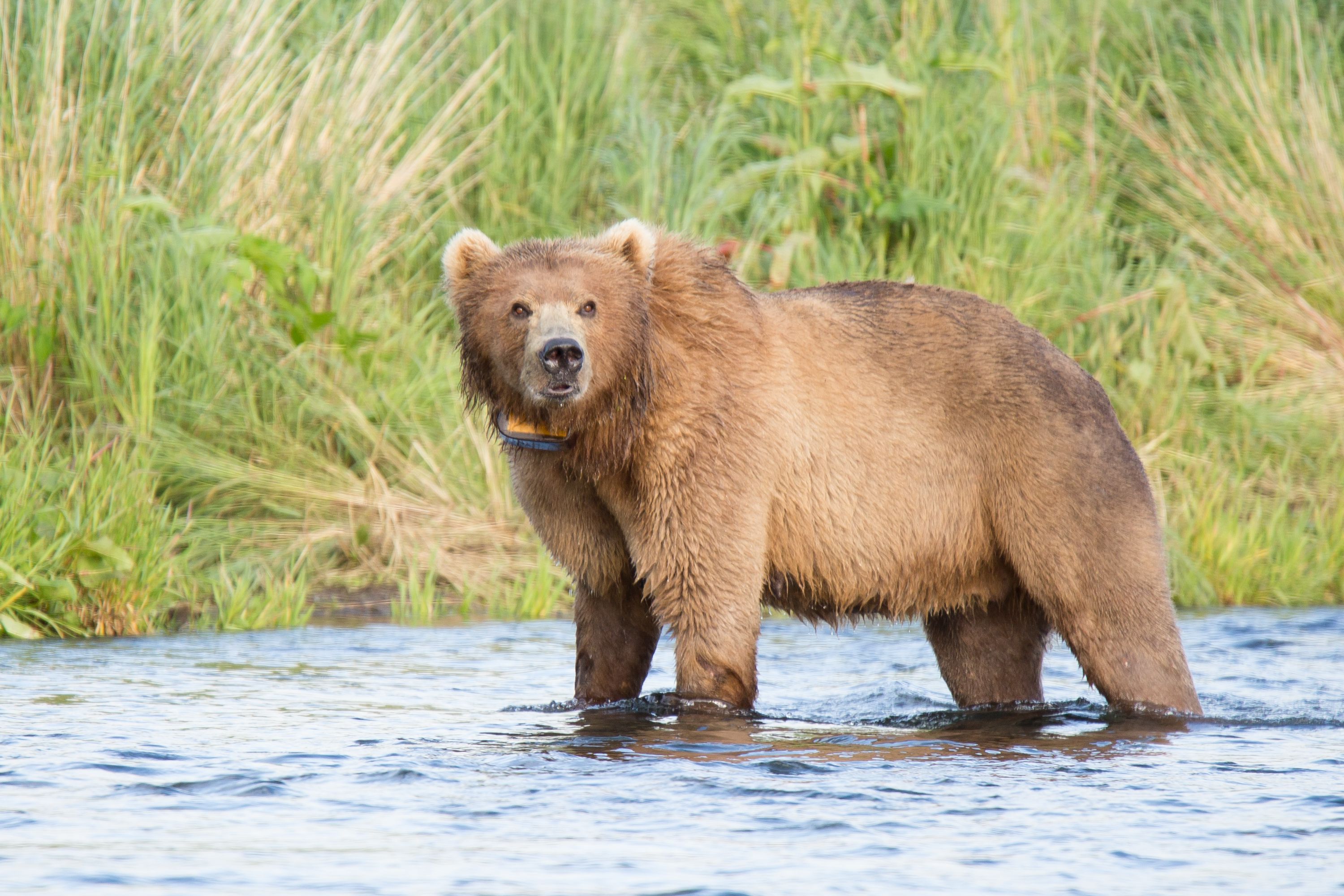 Big Standing Brown Bear On Mountain Top Animal / Wildlife / Nature