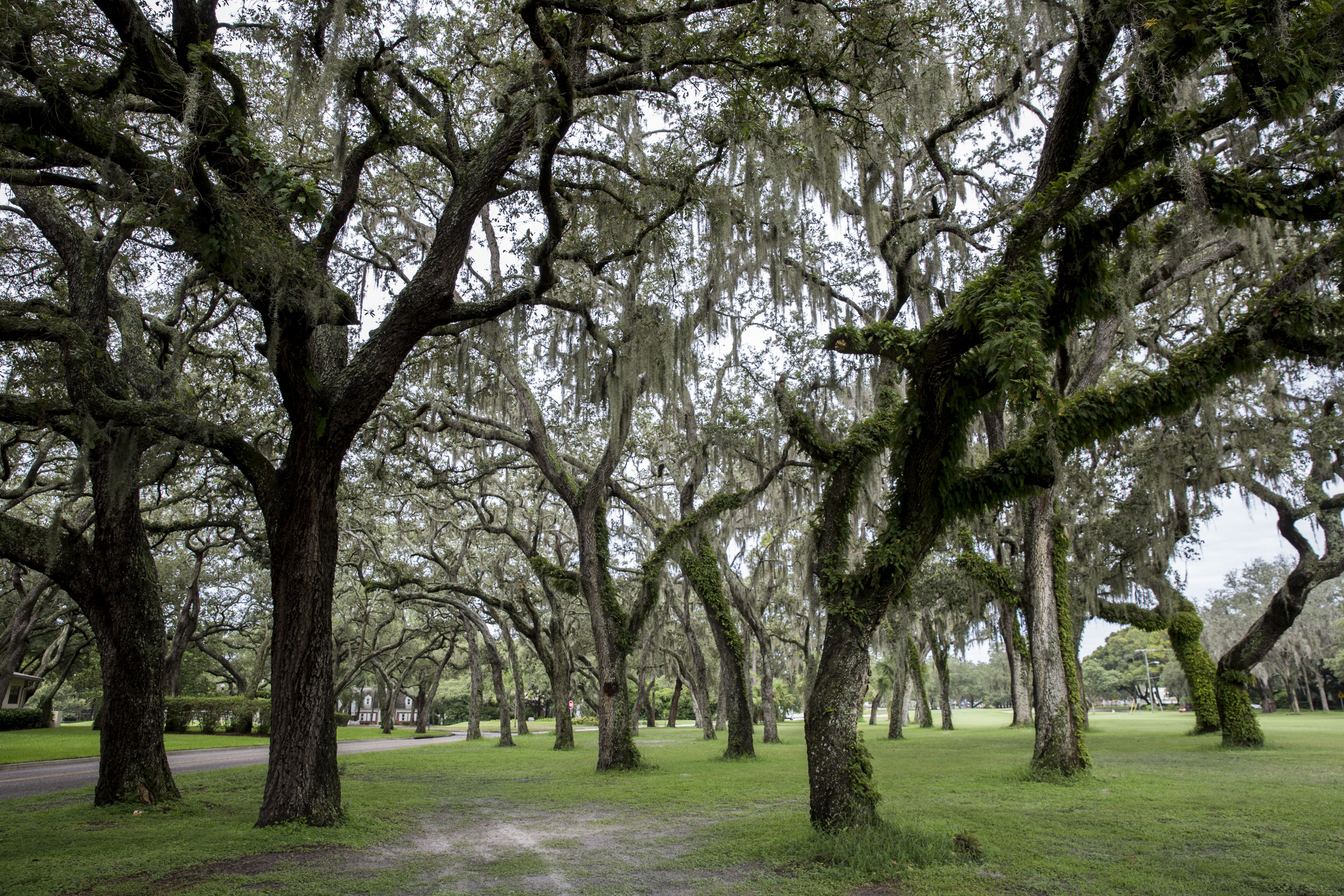 Temple Terrace Golf Club Reports Progress In Adding Members