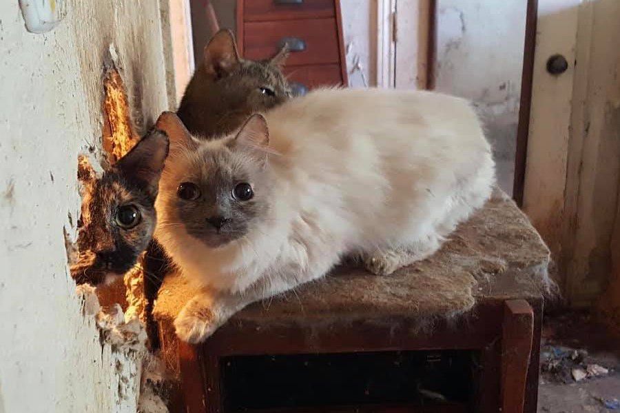 Up to 80 cats rescued from filthy home amid dire 'hoarding situation' in  Denton