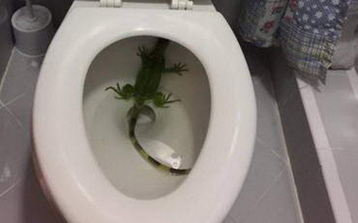 snakes found in toilets