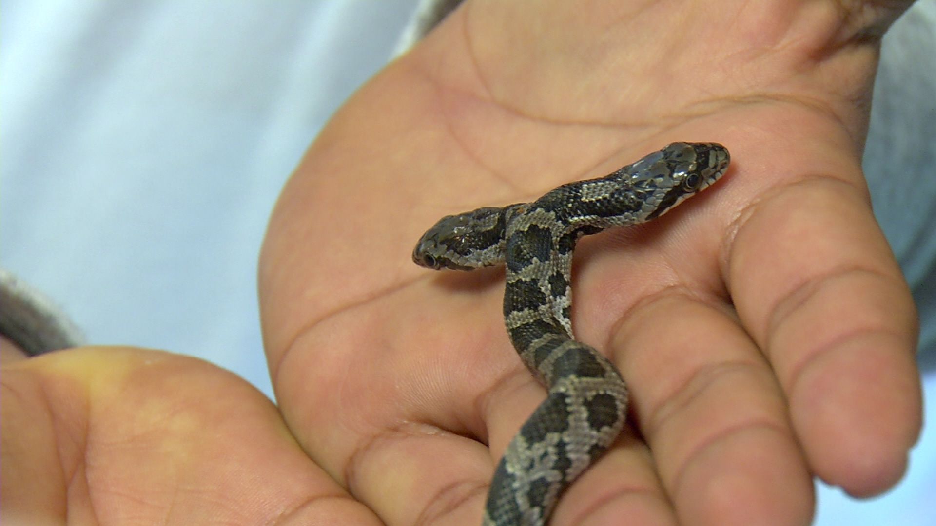 Eastern Hog-Nosed Snake  Missouri Department of Conservation