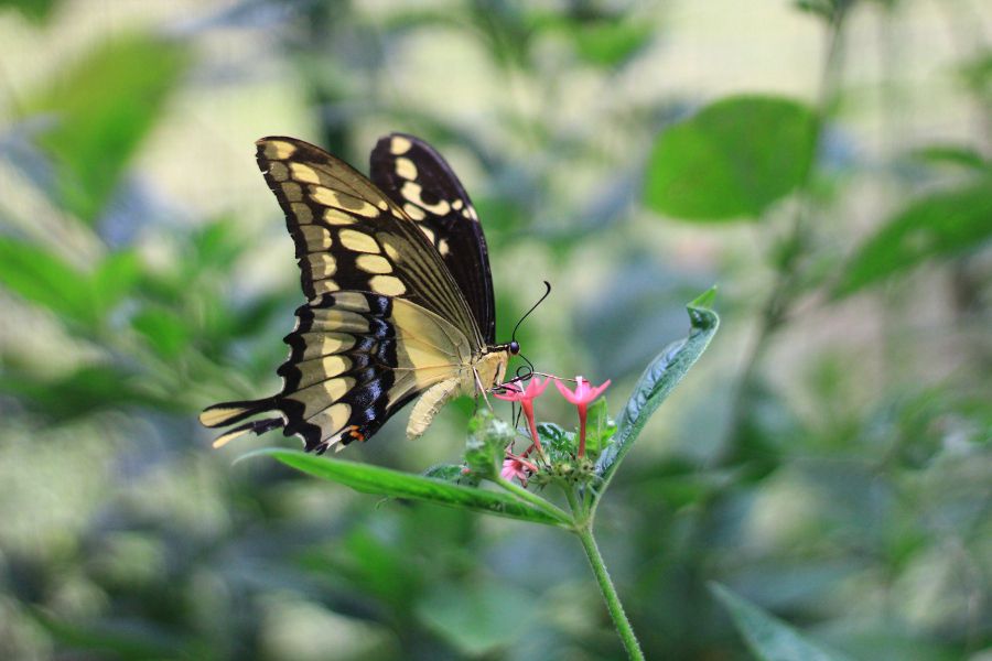 Imagen-Mariposario-bioparque-Guembe.jpg