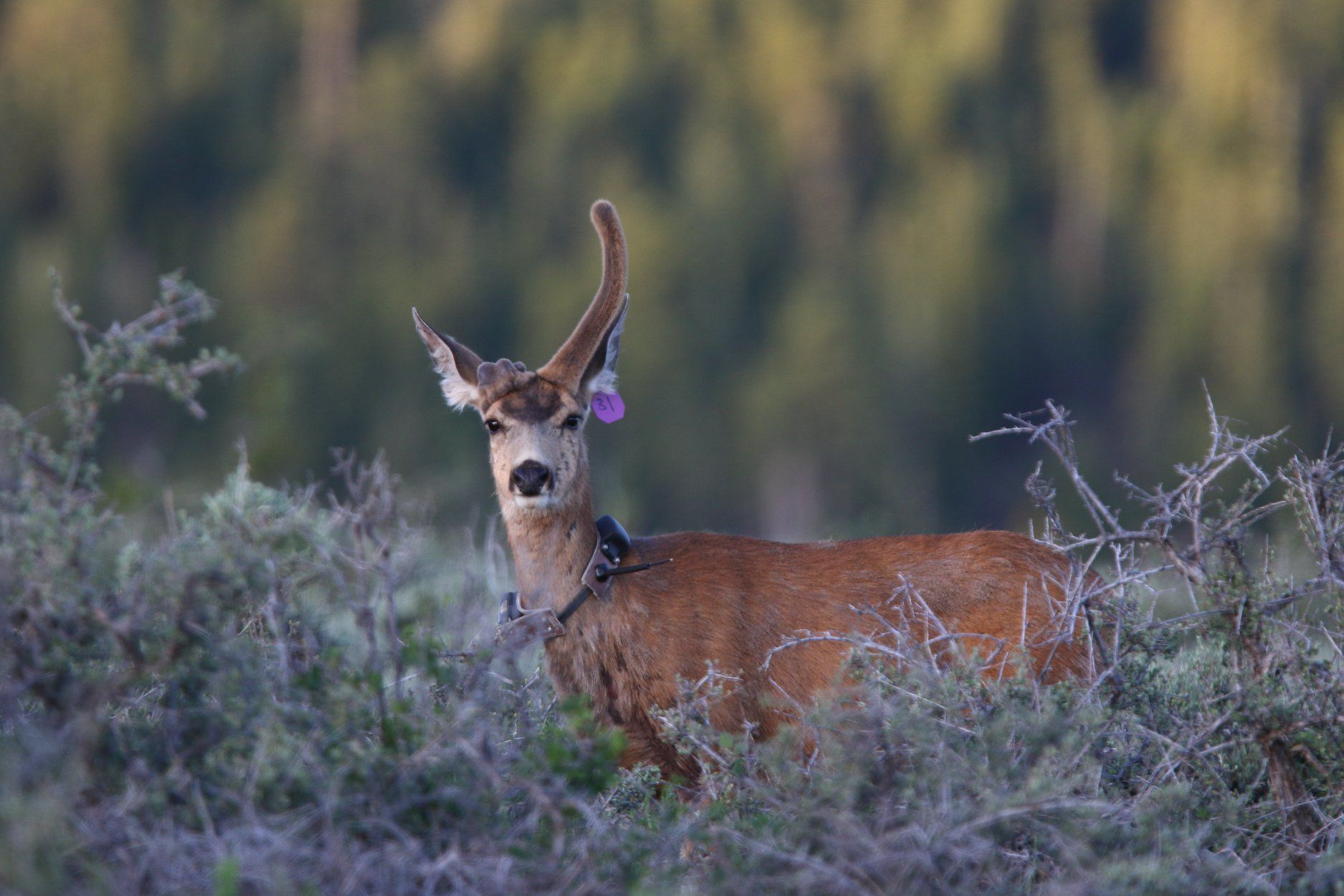 For one Utah deer living in trophy buck country, androgyny may be the key  to survival