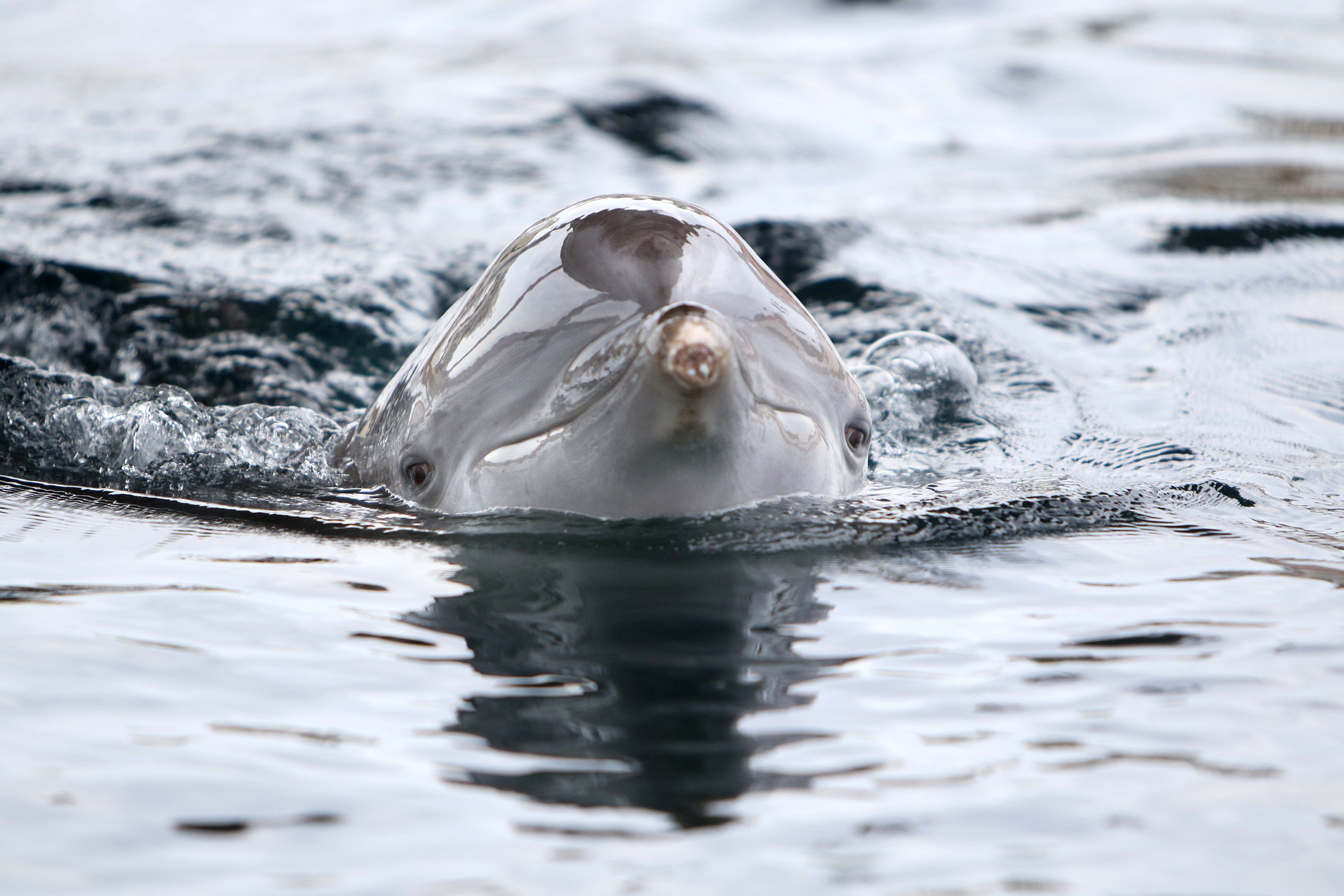 Who Will Win Super Bowl LV? Dolphin, Manatees Pick, Patch PM