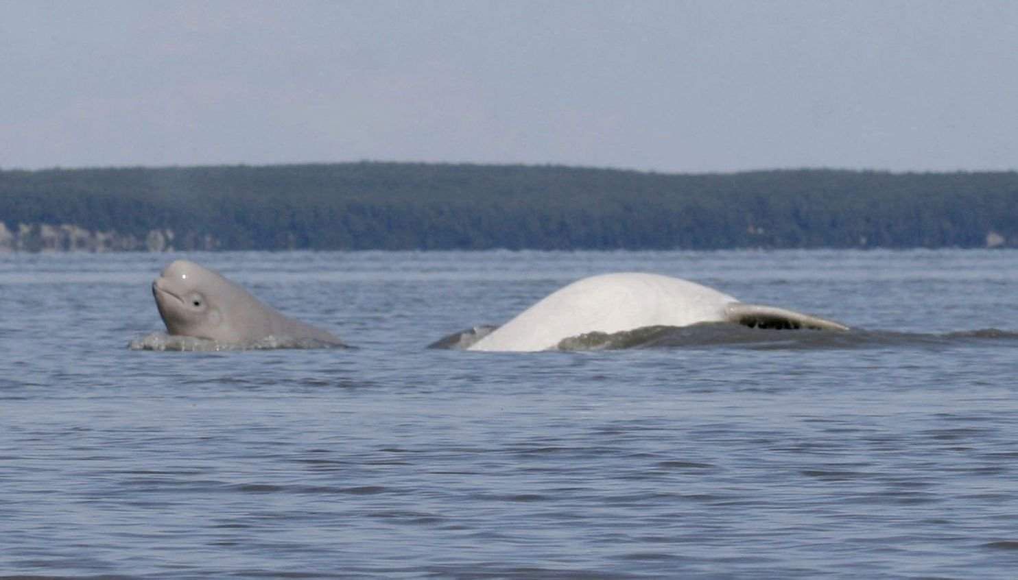 narwhal calf