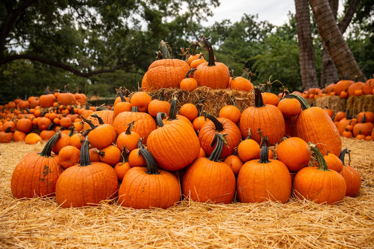 Autumn at the Arboretum and other top spots for pumpkin fun in D-FW