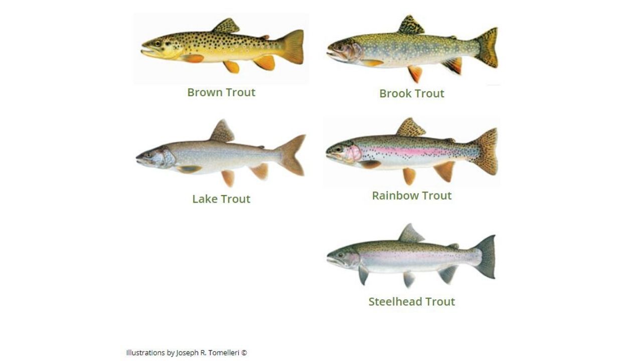 Go Slow For Spring Brown Trout - Lake Michigan – including Green Bay & Bay  de Noc - Lake Michigan – including Green Bay & Bay de Noc