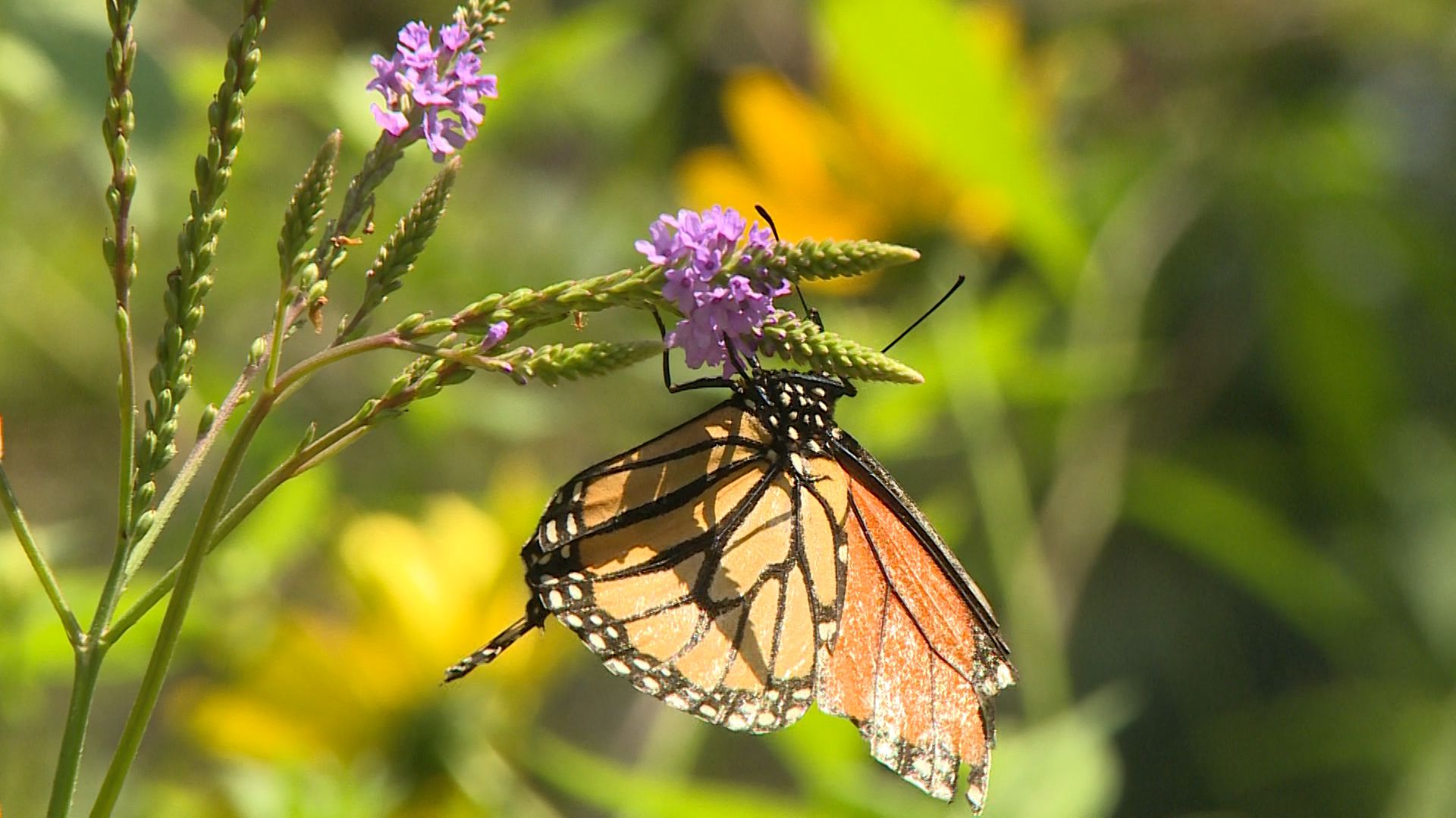 Monarch Butterflies in the Pacific Northwest