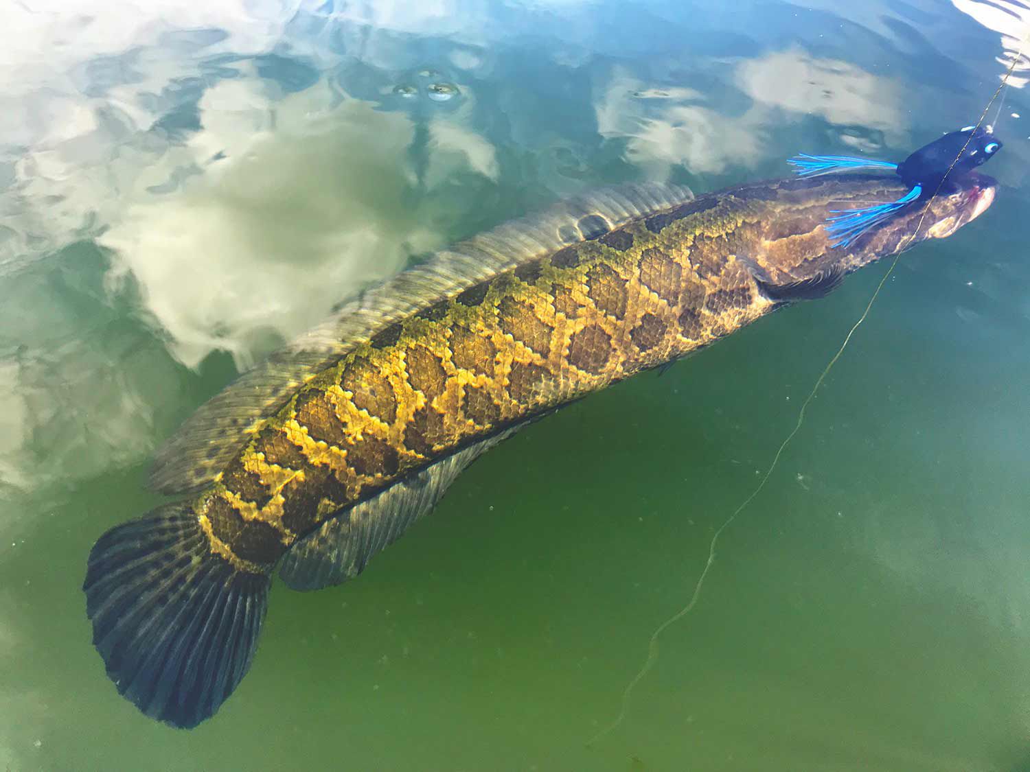 Is The Snakehead Epidemic Happening All Over Again Field Stream