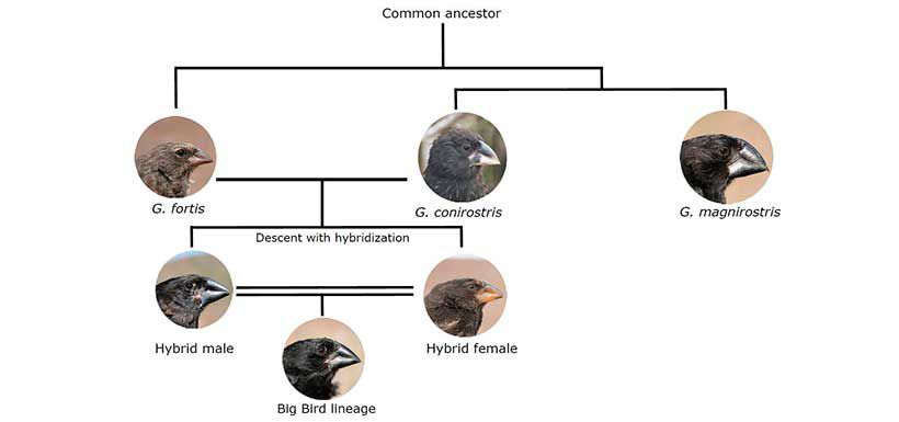 arbol-genealogico-big-bird.jpg