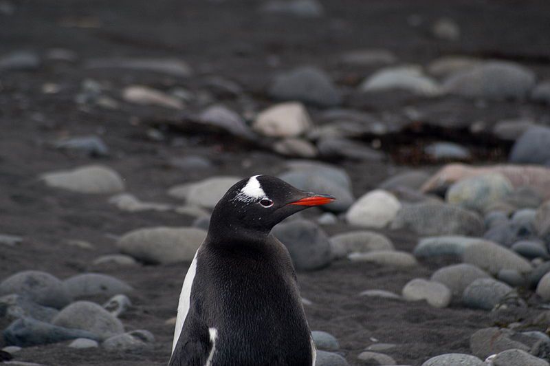 800px-Gentoo_penguin_Pygoscelis_papua_Arctowski_Antarctic_Polish_base-4.jpg