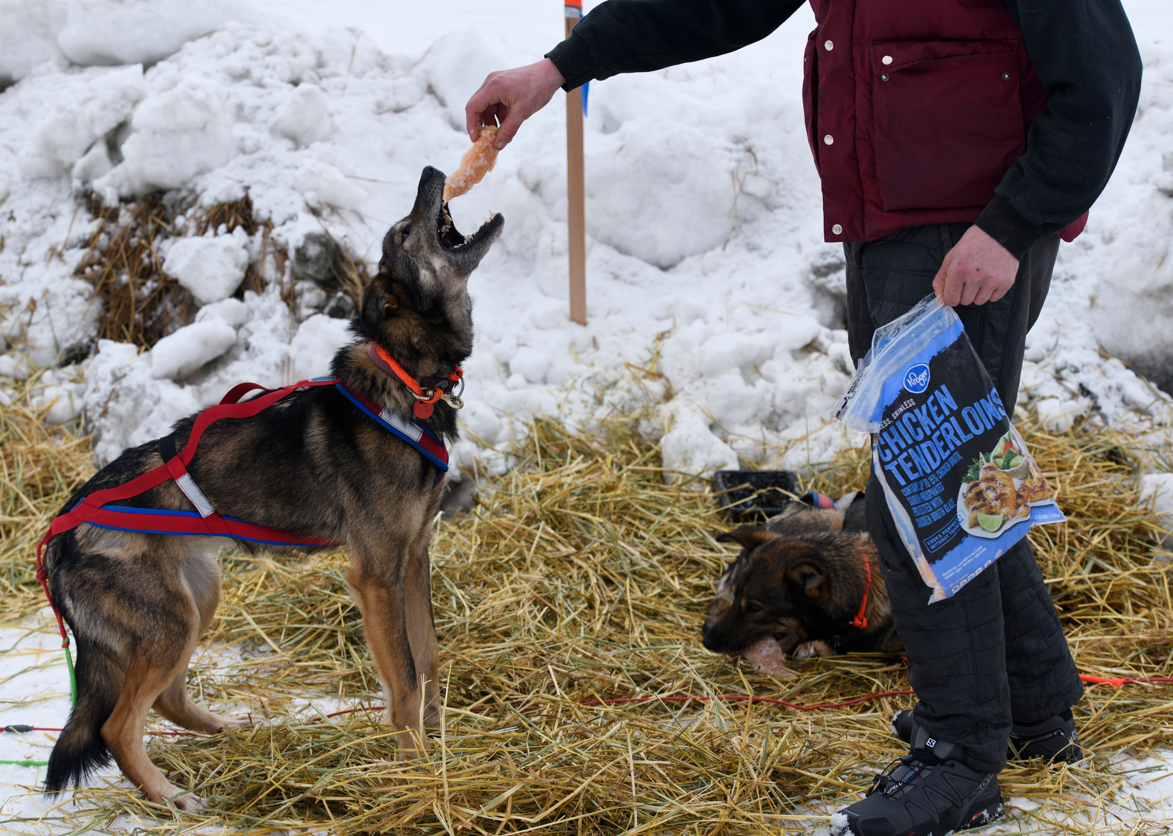 what do sled dogs eat