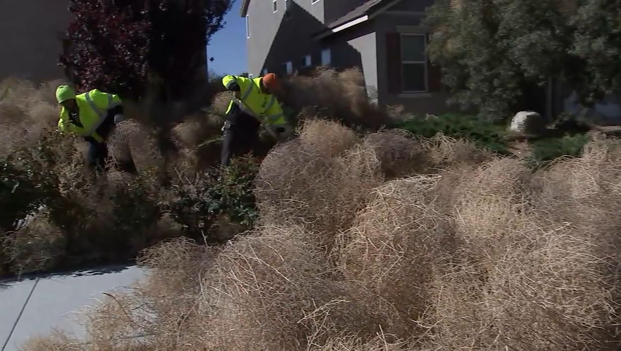 Tumbleweeds Are Piling Up Across the Plains - The New York Times