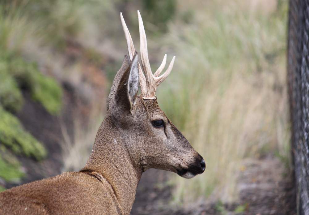 Foundation_Wildlife-Huemul_004-e1568395843425.jpg