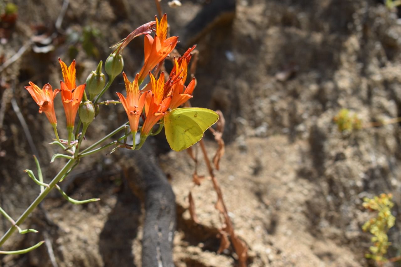 Flor