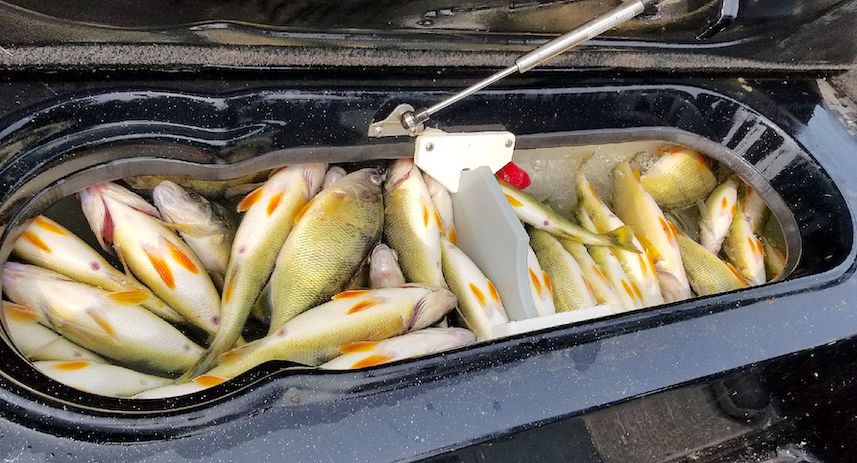 Yellow perch fishing finally returns to western Lake Erie