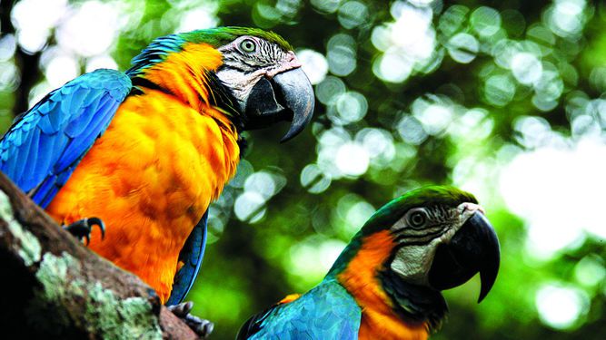 Inventario de flora y fauna | La Prensa Panamá