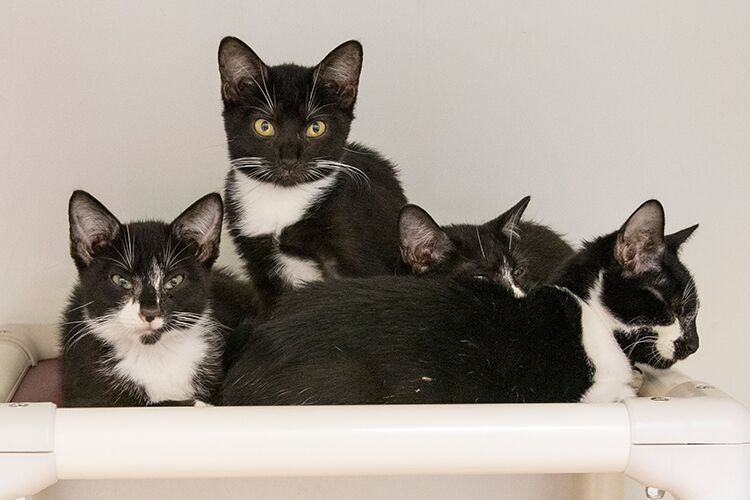 After overcrowding situations, cats finding new homes through the Animal  Rescue League of Boston